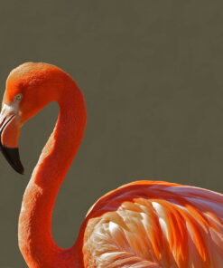 tablou canvas Flamingo NBR 003