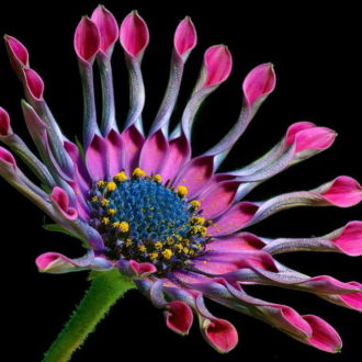 tablou canvas African Daisy NFL 007 1