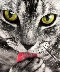 tablou canvas Cat Eyes NWA 001 1
