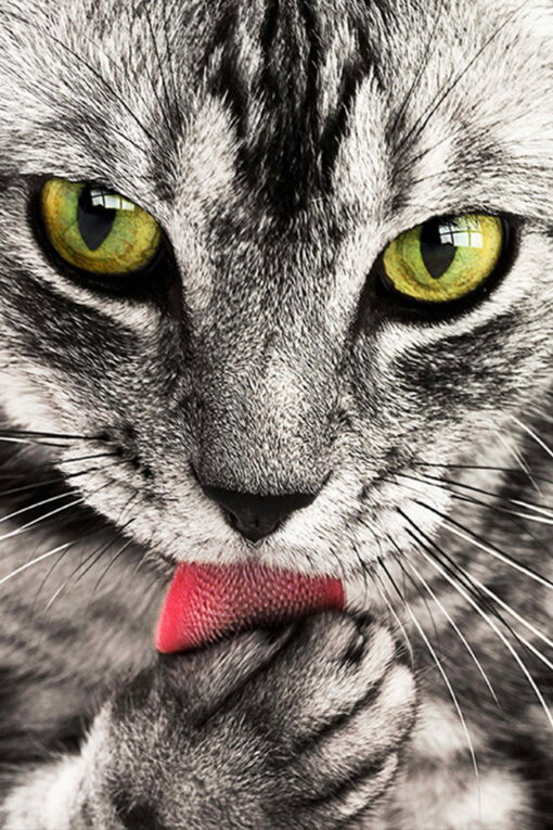 tablou canvas Cat Eyes NWA 001 1
