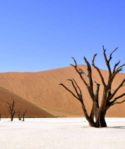 tablou canvas Desert trees NLS 020 1