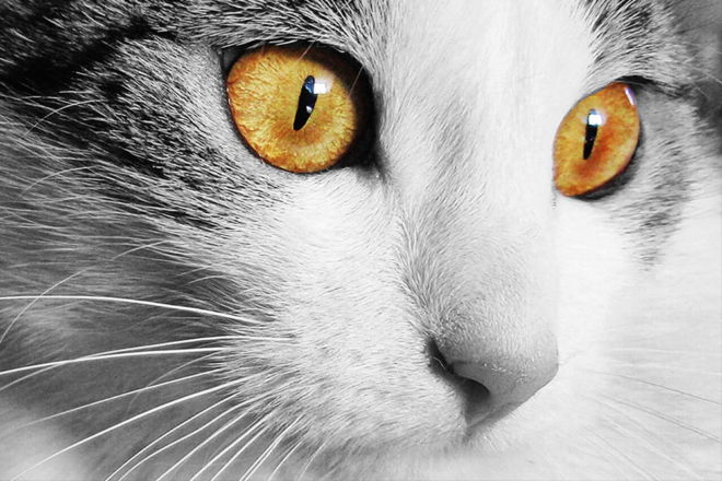 tablou canvas Eyes Wide Open NWA 013 1