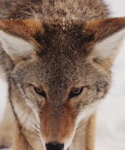 tablou canvas Foxy NWA 002 1