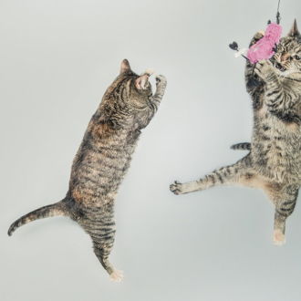 tablou canvas Jumping Cats NWA 011 1