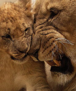 tablou canvas Lion King NWA 004 1