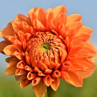 tablou canvas Orange dahlia NFL 017 1