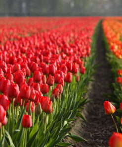 tablou canvas Tulips field NFL 018 1
