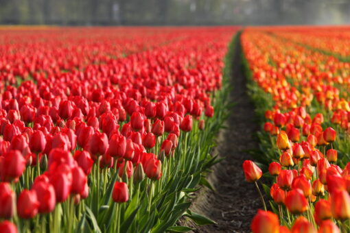 tablou canvas Tulips field NFL 018 1