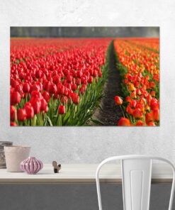 tablou canvas Tulips field NFL 018 mockup 2 1