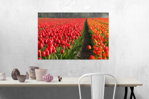 tablou canvas Tulips field NFL 018 mockup 2 1