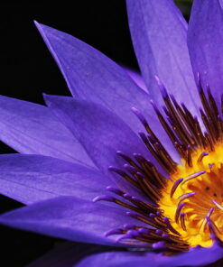 tablou canvas Violet water lily NFL 013 1