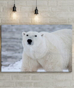 tablou canvas White as Snow NWA 020 mockup 1