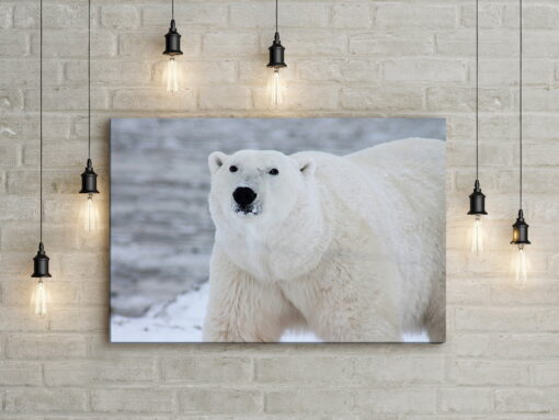 tablou canvas White as Snow NWA 020 mockup 1