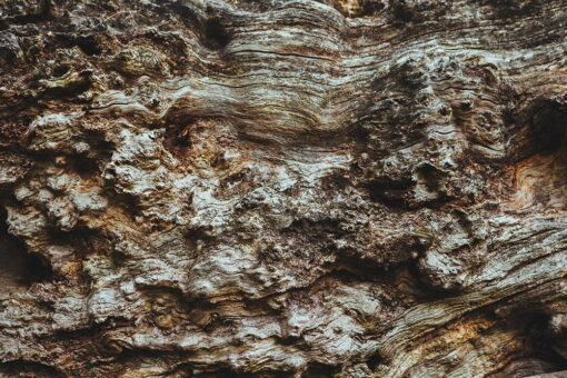 tablou canvas Wood Close up AWO 004 1