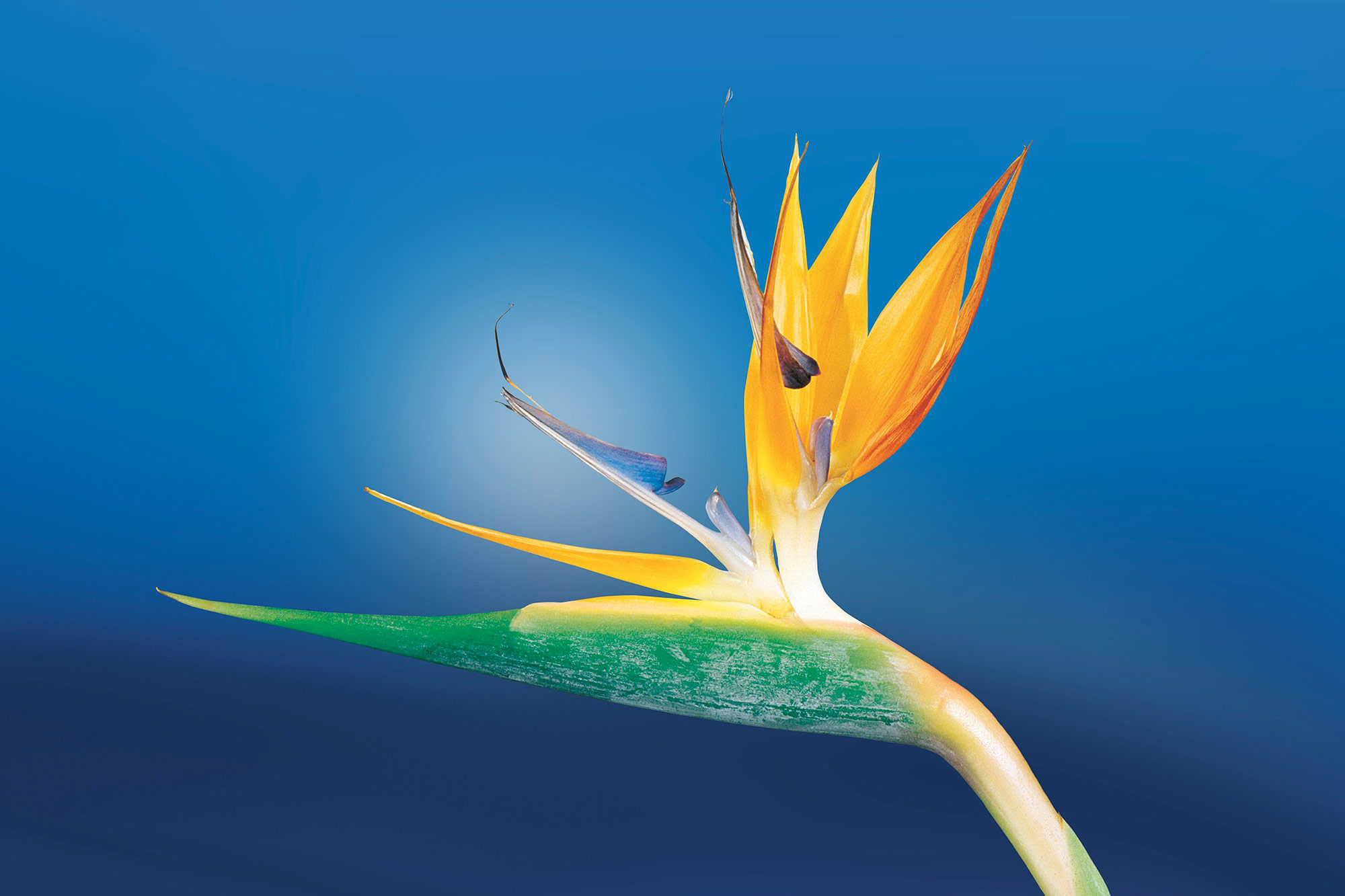 tablou canvas floarea pasarea paradisului NFL 033 1 tablou canvas floarea pasarea paradisului NFL 033 1