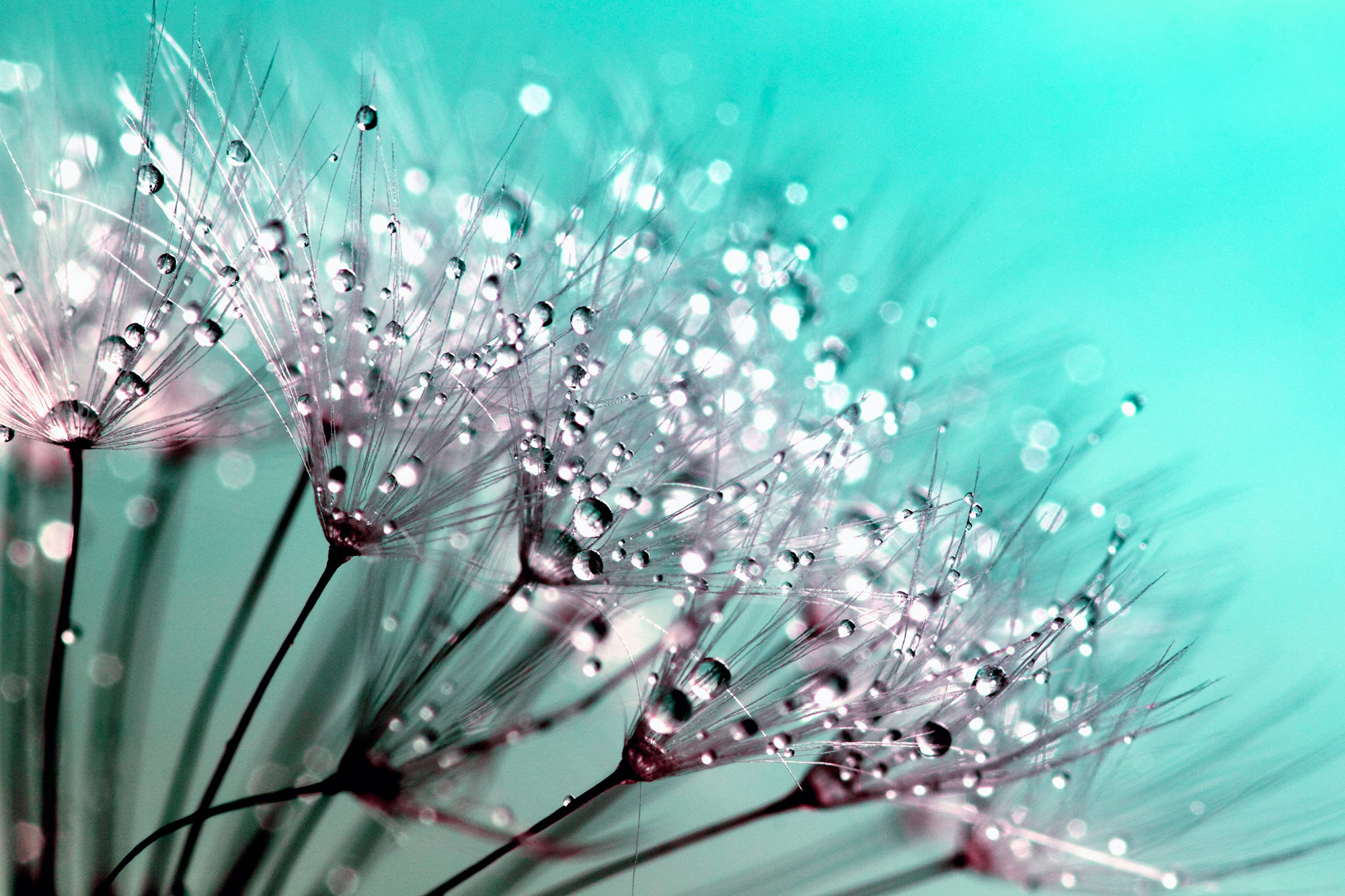 tablou canvas roua diminezii pe papadie NFL 019 1 tablou canvas roua diminezii pe papadie NFL 019 1