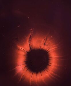 tablou canvas abstract culori ACOP 010