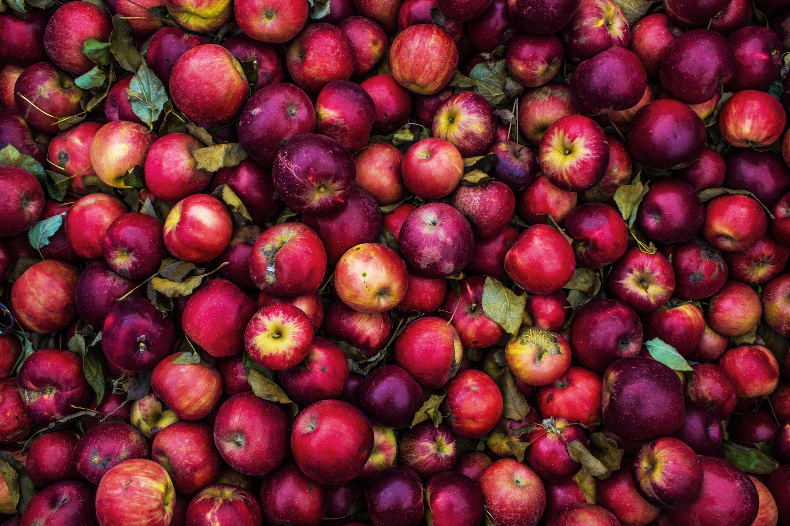 Recolta_mere_rosii_web